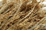 [Phần 1] Gạo Thái đang dần đánh mất vị thế trên thị trường quốc tế